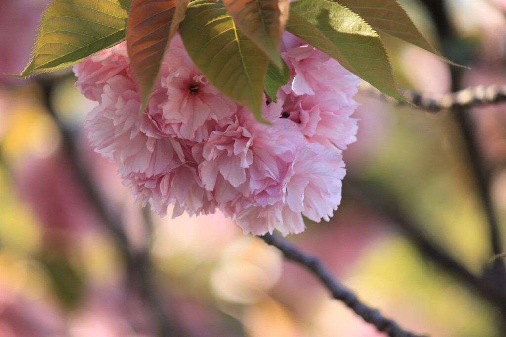 満開の八重桜