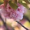 満開の八重桜