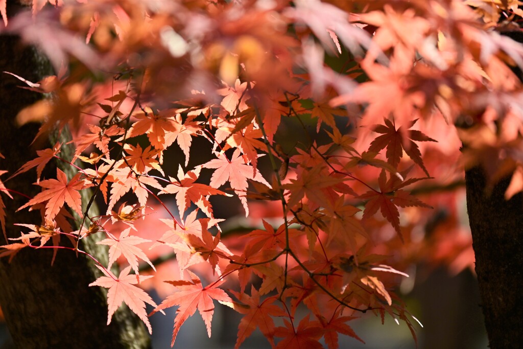 淡い色と濃い色の紅葉