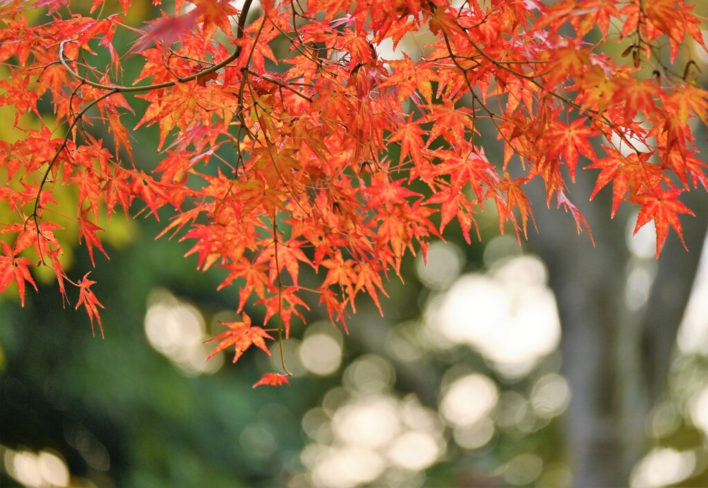 紅葉