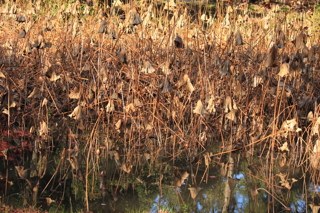 枯れた蓮