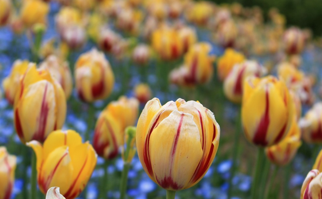 チューリプの競演