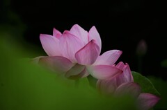 蓮