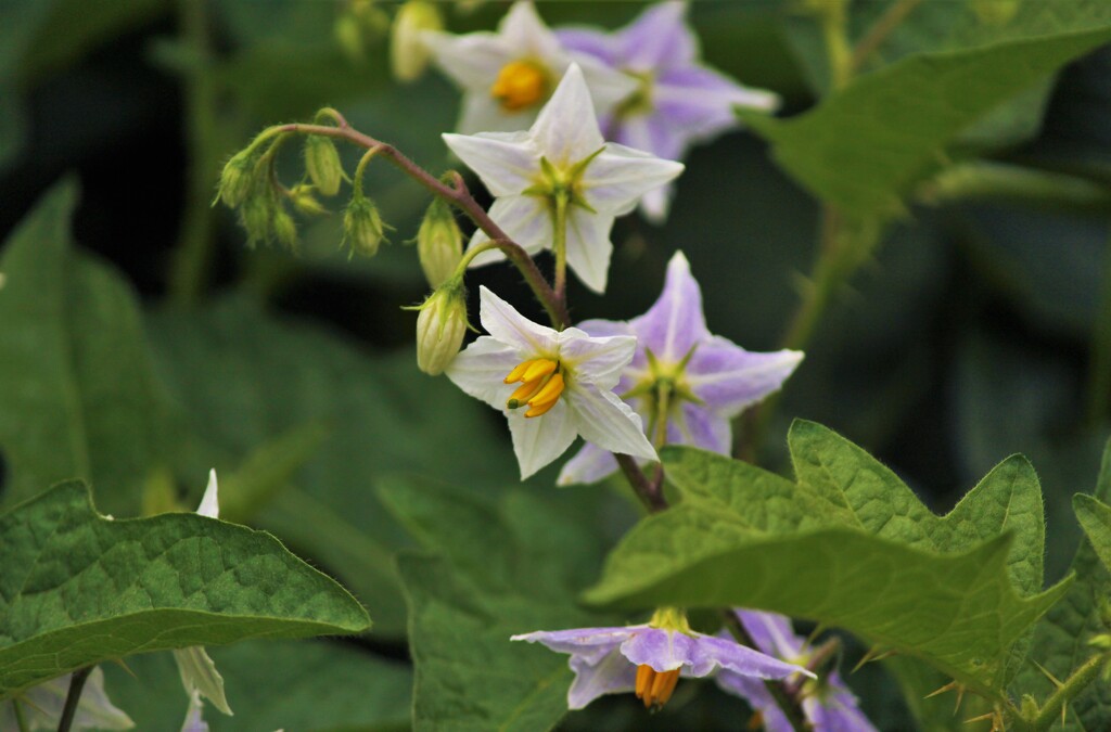ジャガイモの花