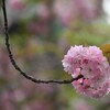 八重桜