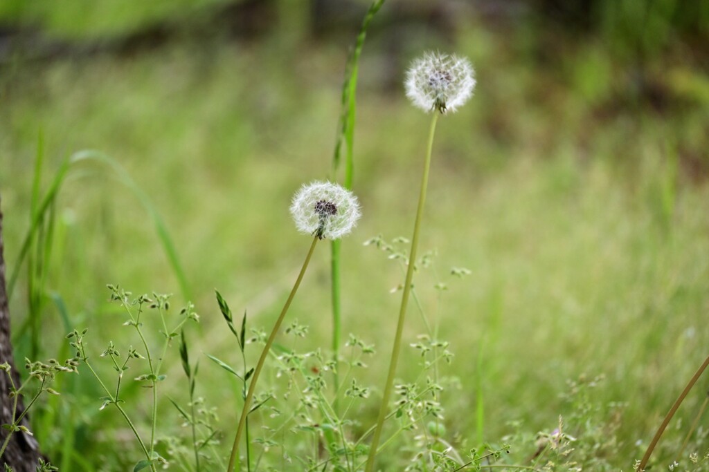 タンポポ綿毛