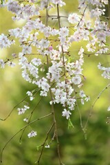 垂れ桜