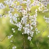 垂れ桜