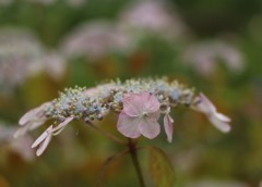 紫陽花