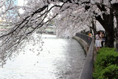 桜の宮公園にて