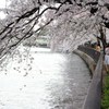 桜の宮公園にて