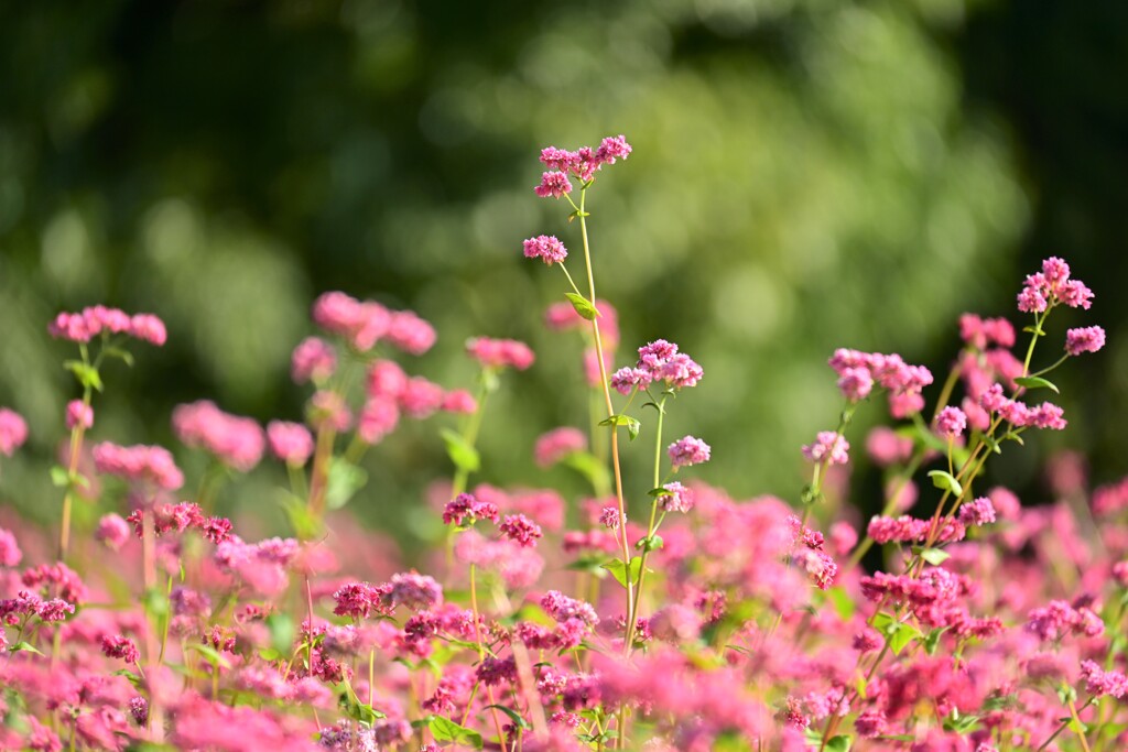 赤蕎麦の花