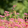 赤蕎麦の花