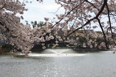 桜と噴水