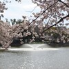 桜と噴水