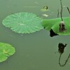 蓮の葉