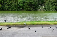 大池前の鳥