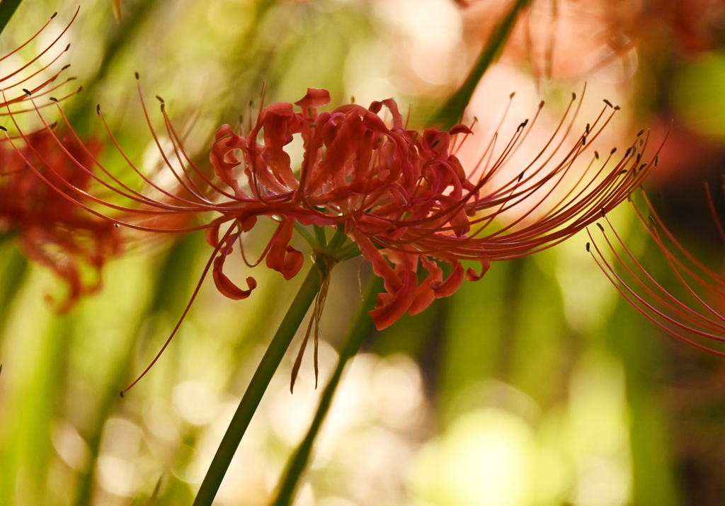 光に照らされて