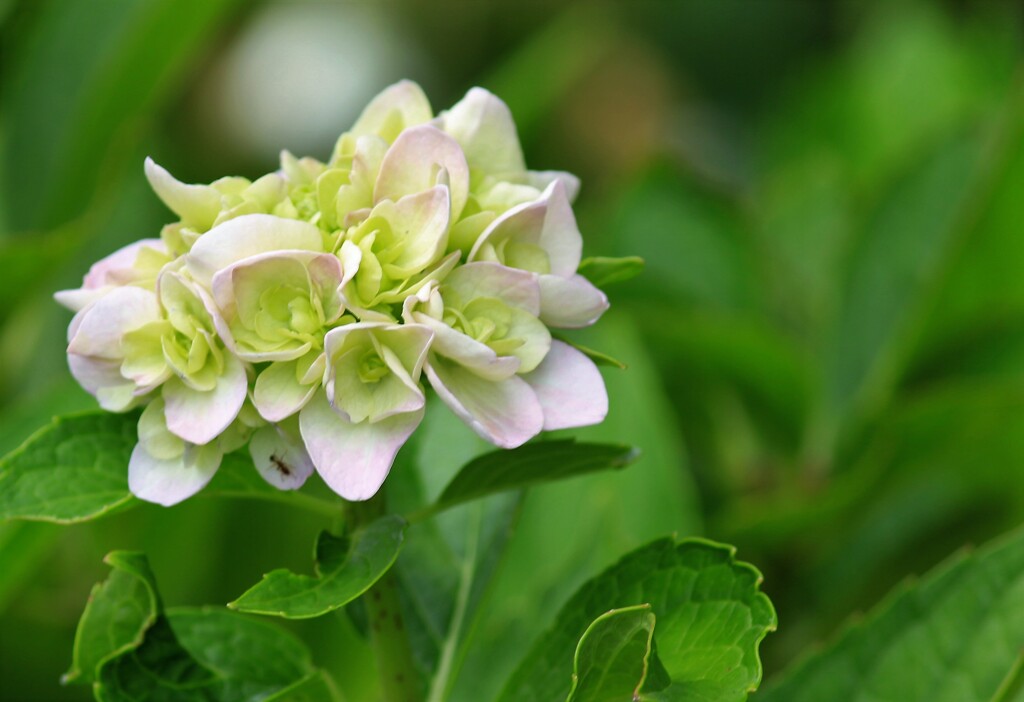 淡い緑に咲きます