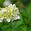 淡い緑に咲きます