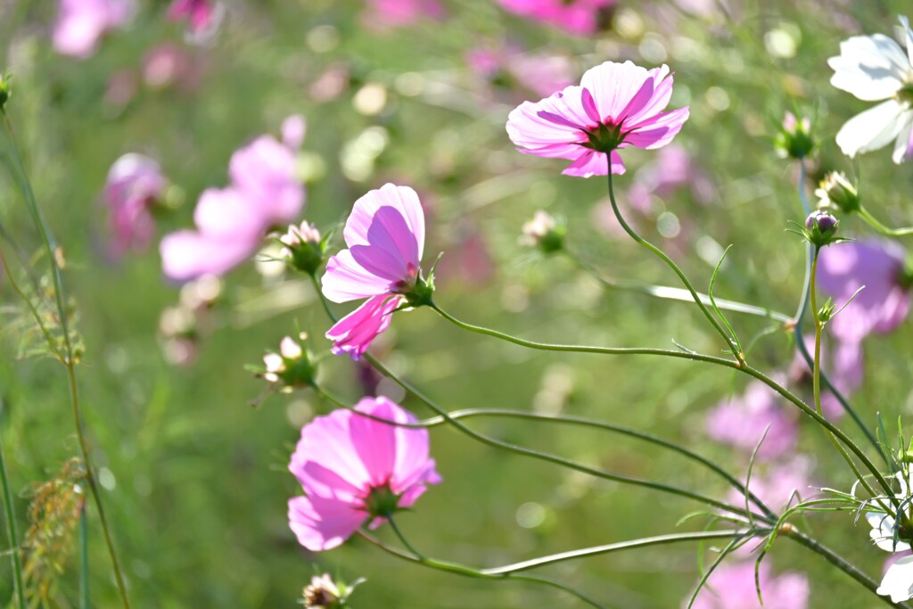 秋桜