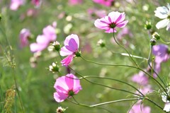 秋桜