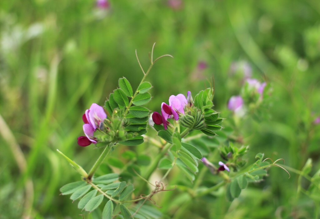 カラスノエンドウ