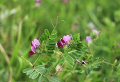 カラスノエンドウ