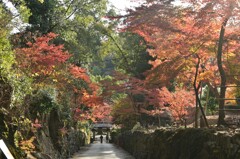 紅葉のトンネル