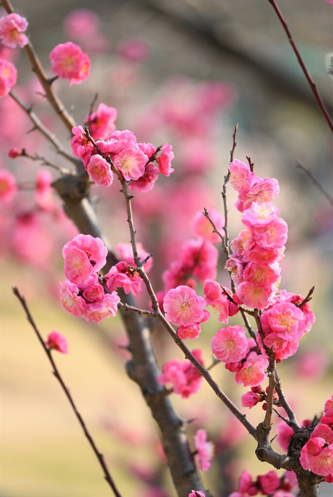 梅花満開 (3)