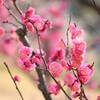 梅花満開 (3)