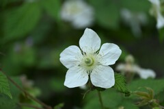 草イチゴの花