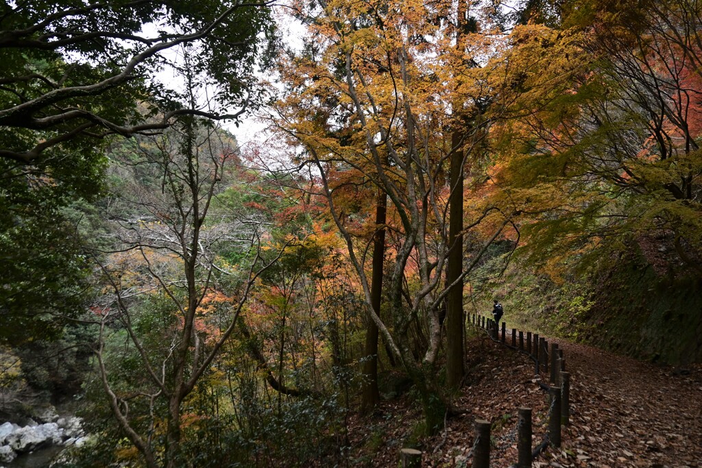 森の中