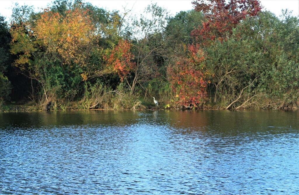 深秋の河辺