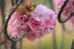 「円熟した美人」