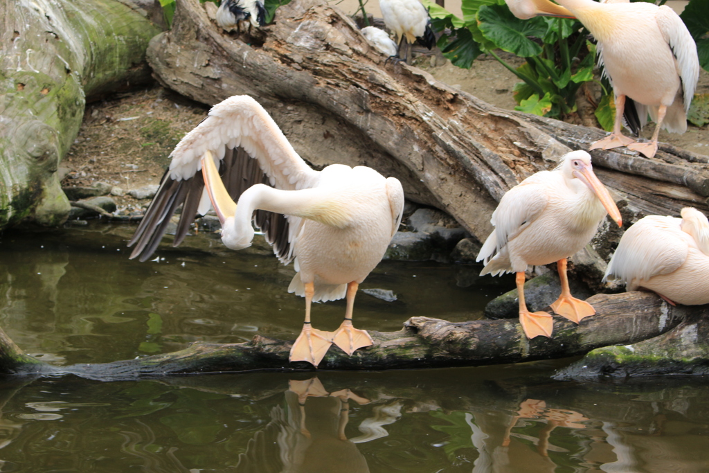 モモイロペリカン