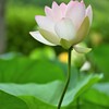 蓮