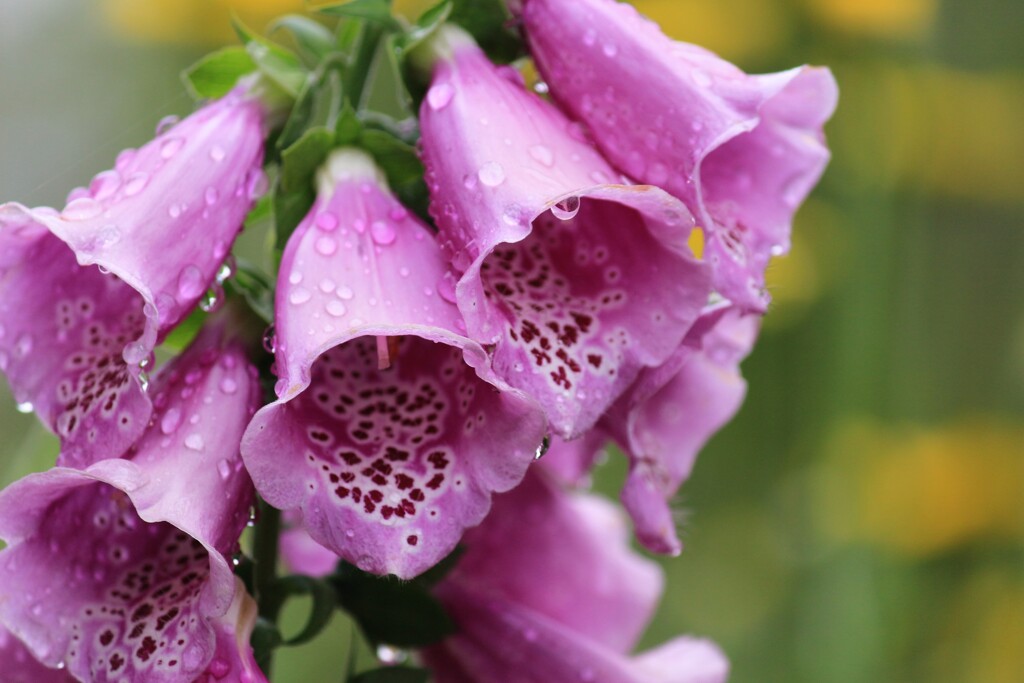 雨後のジキタリス