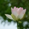 照らされた蓮
