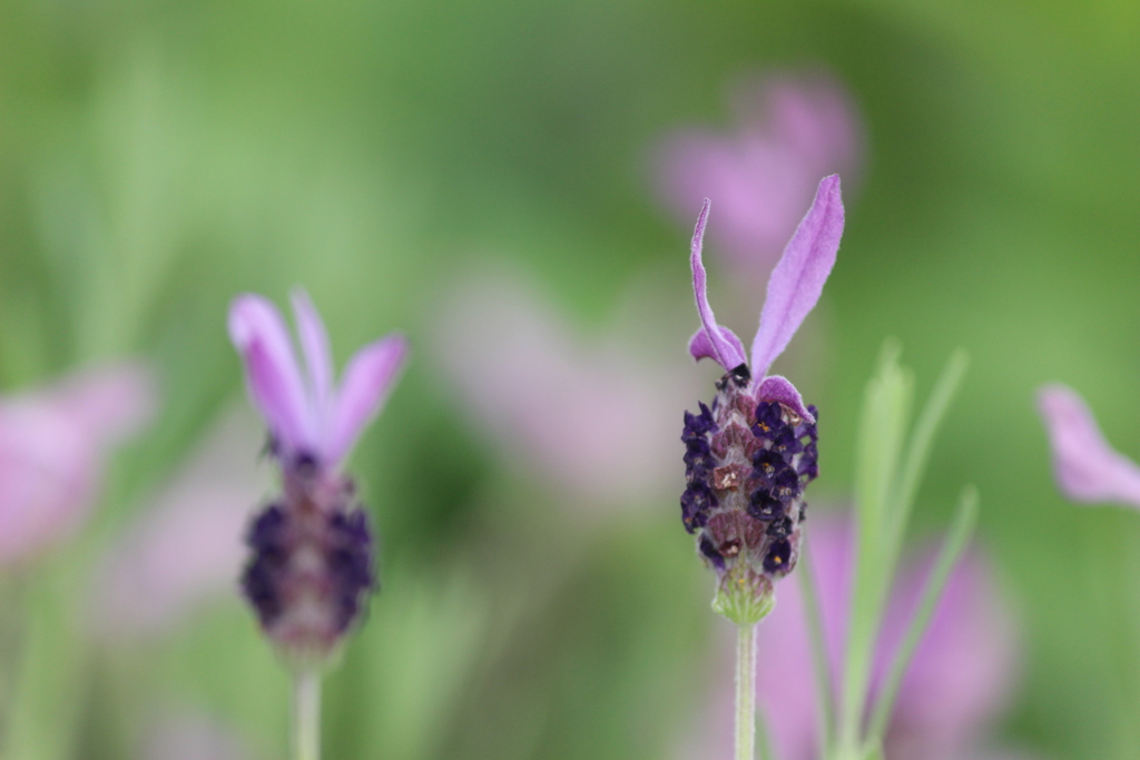 フレンチラベンダー