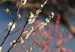 梅の競演