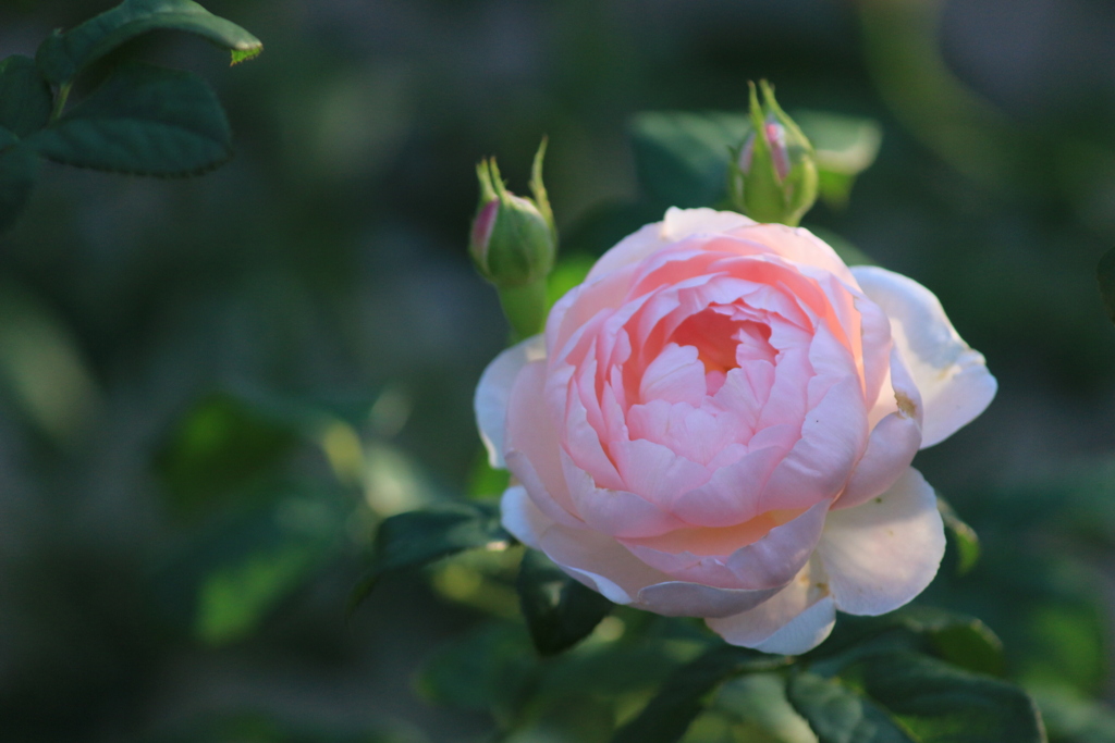 秋の薔薇