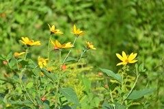 野原に咲いてる菊芋