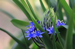 シラー・ペルビアナ