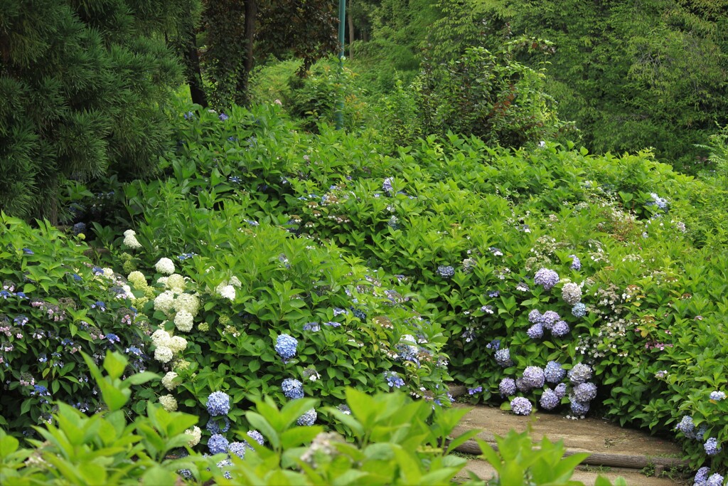 アジサイの季節