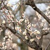 白梅満開