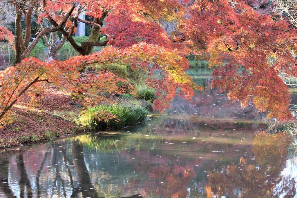 池に映る紅葉