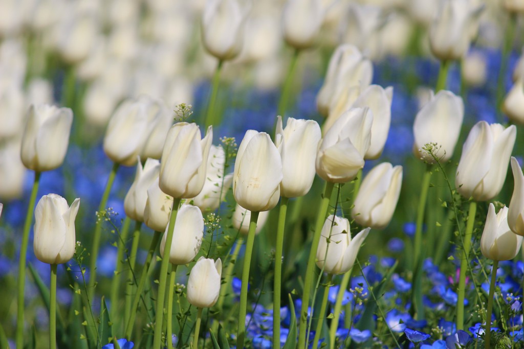 白いチューリップ