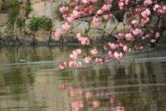 桜の映り込み