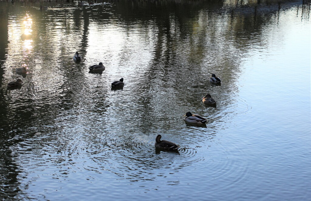 池の鴨